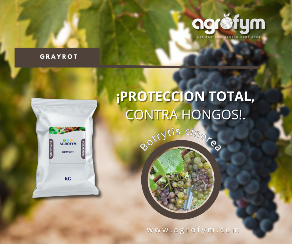 Innovación en Protección de Cultivos: Presentando GRAYROT